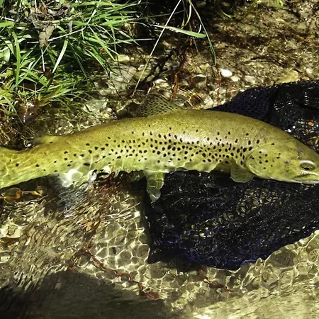 Room- Spa- Escale Amoureuse Appartement