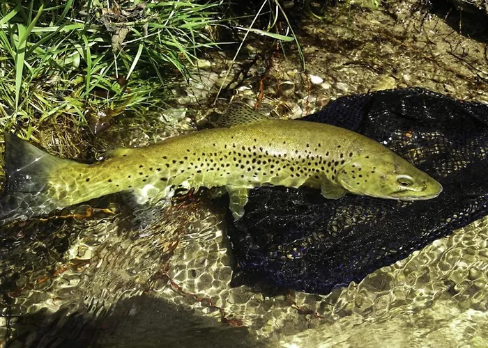 Room- Spa- Escale Amoureuse アパート